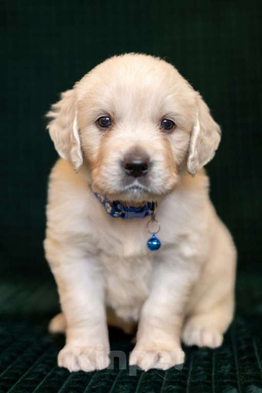 Собаки в других городах Московской области: золотистые ретриверы Мальчик, 80 000 руб. - фото 3