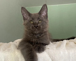 Кошки в Ростове-на-Дону: Котенок мейн кун Девочка, 35 000 руб. - фото 1
