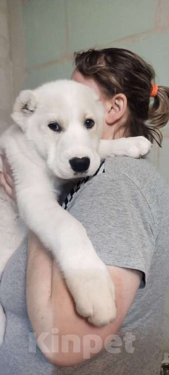 Собаки в Перми: Щенки САО  Мальчик, Бесплатно - фото 3