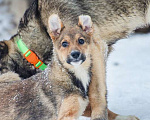 Собаки в Москве: Ласковый и спокойный щенок Ника в добрые руки Девочка, 1 руб. - фото 2