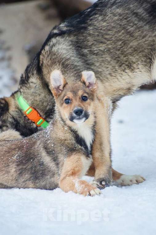 Собаки в Москве: Ласковый и спокойный щенок Ника в добрые руки Девочка, 1 руб. - фото 2