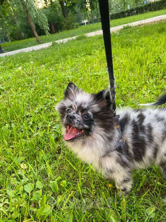 Собаки в Москве: Мальчик малого немецкого шпица  Мальчик, 20 000 руб. - фото 7