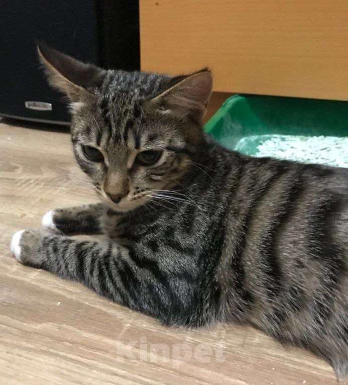 Кошки в Москве: ФераПонта Девочка, Бесплатно - фото 8