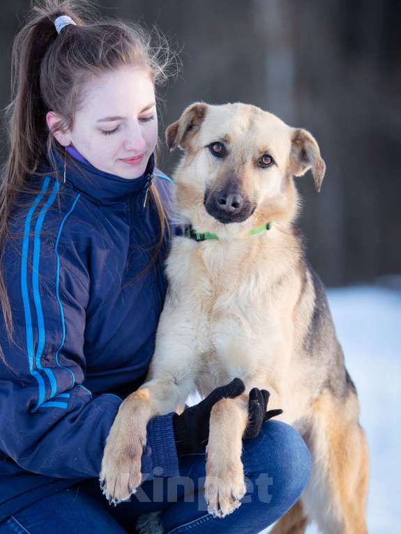 Собаки в Москве: Грей, 2 года в поисках своей семьи Мальчик, Бесплатно - фото 4