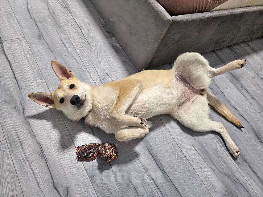 Собаки в Москве: Умнейшая домашняя некрупная собачка-подросток Чапа ищет дом Девочка, 10 руб. - фото 7