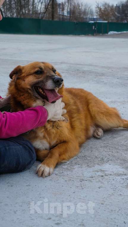 Собаки в Москве: Очаровательный Рыжуня ищет семью Мальчик, Бесплатно - фото 9