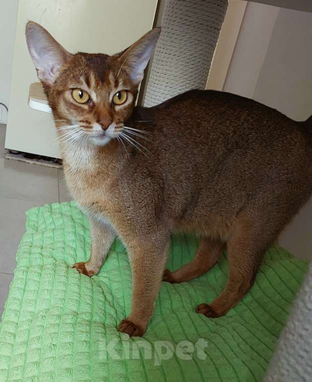 Кошки в Москве: Абиссинские кошки отдам Девочка, Бесплатно - фото 5