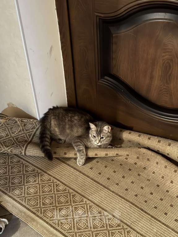 Кошки в Ставрополе: Отдам кошечку в добрые руки Девочка, Бесплатно - фото 4