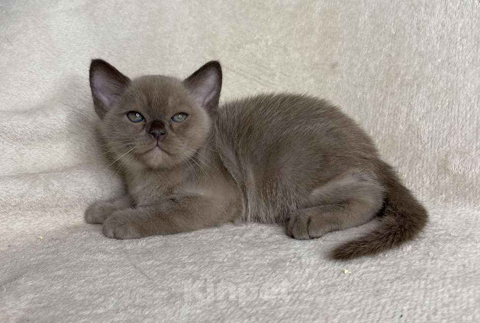 Кошки в Дмитрове: Шоколадный бурманский мальчик Barni Мальчик, 80 000 руб. - фото 2