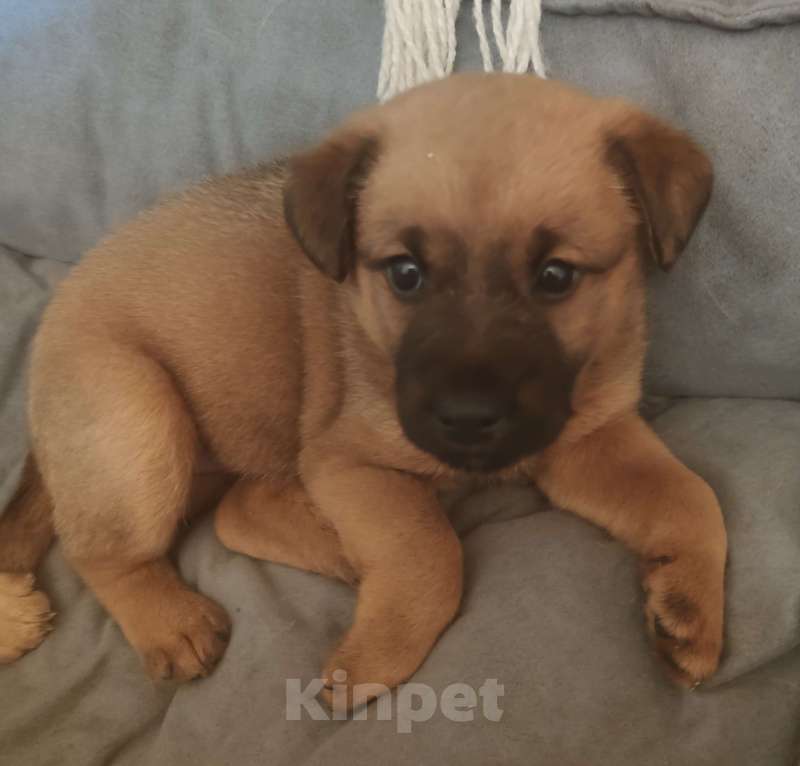 Собаки в Москве: очаровашки Девочка, Бесплатно - фото 2