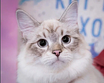Кошки в Москве: Сибирский кот юниор Мальчик, 50 000 руб. - фото 5