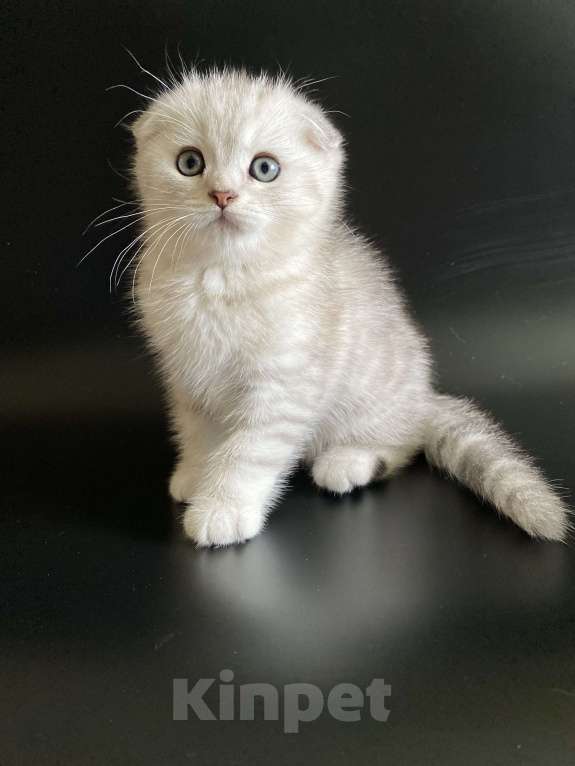 Кошки в Москве: Жан Мальчик, 45 000 руб. - фото 4