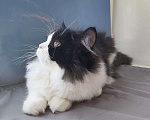 Кошки в Ступино: Шотландская прямоухая кошка (хайленд страйт)  Девочка, Бесплатно - фото 4