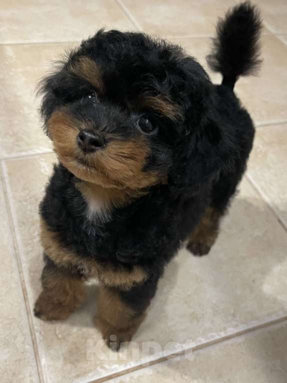 Собаки в Калуге: Той пудель фантом  Девочка, 120 000 руб. - фото 3