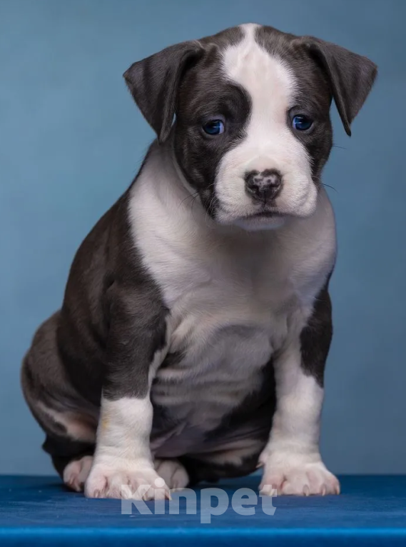 Собаки в Санкт-Петербурге: Продаётся шикарный парень Мальчик, Бесплатно - фото 3