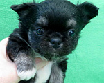 Собаки в Санкт-Петербурге: чихуахуа шоу мальчик по цене любимца Мальчик, 50 000 руб. - фото 4