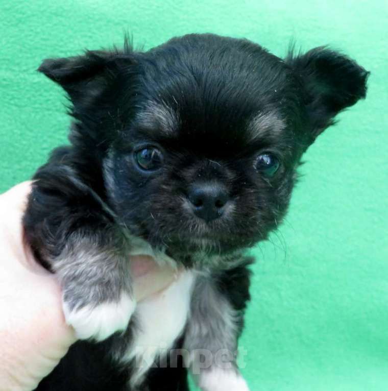 Собаки в Санкт-Петербурге: чихуахуа шоу мальчик по цене любимца Мальчик, 50 000 руб. - фото 4