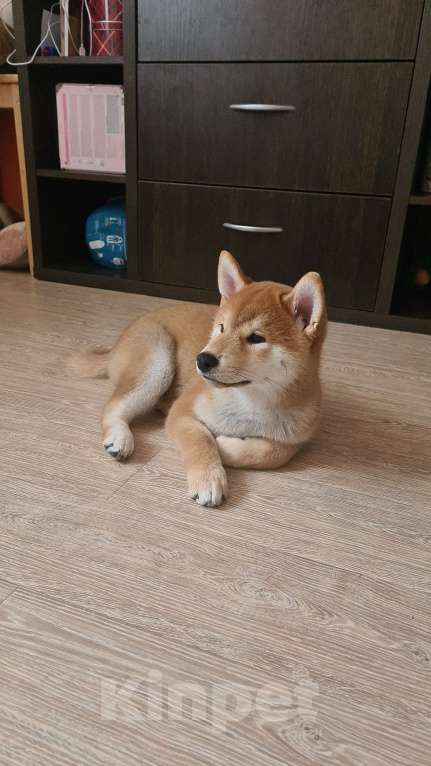 Собаки в Екатеринбурге: Щенок сиба-ину Мальчик, 70 000 руб. - фото 3