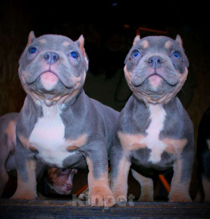 Собаки в Москве: Булочки-малыши Девочка, 90 000 руб. - фото 3