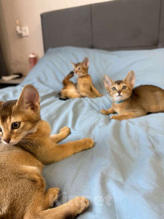 Кошки в Арамиле: Абиссинский котёнок Мальчик, 35 000 руб. - фото 3