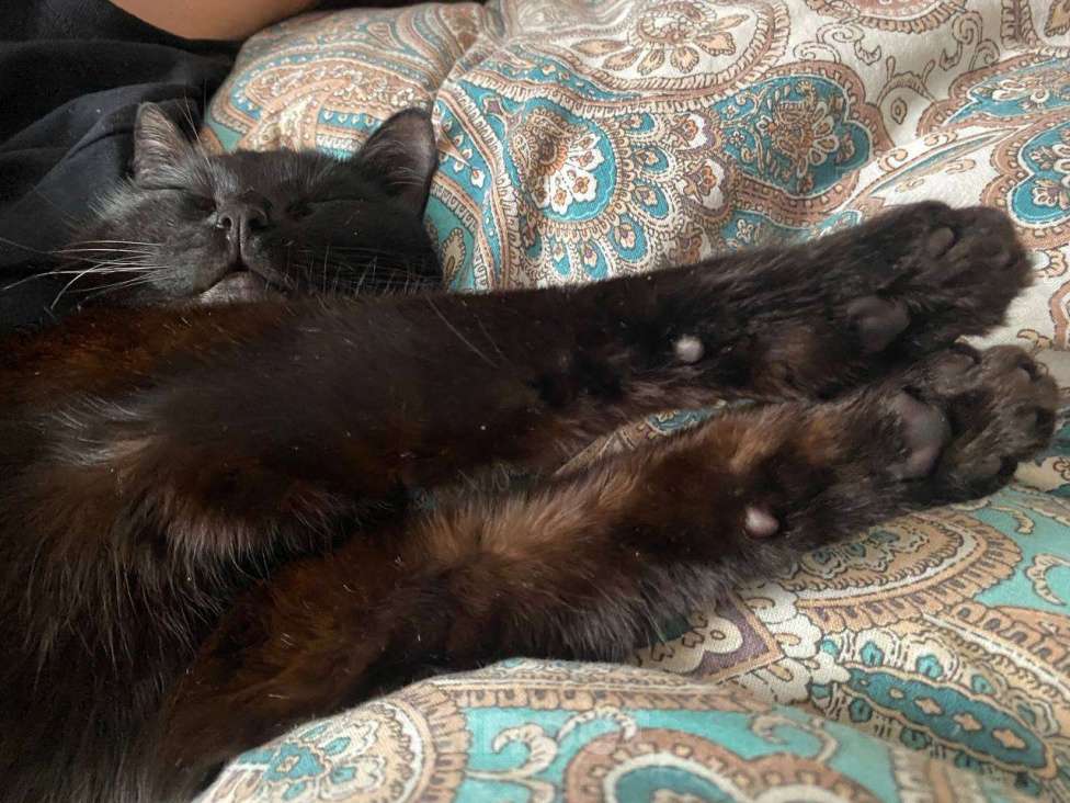 Кошки в Тольятти: Кот в добрые руки Мальчик, Бесплатно - фото 3