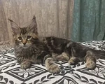 Кошки в Севастополе: Продаю котят породы Мейн-кун Мальчик, 15 000 руб. - фото 2