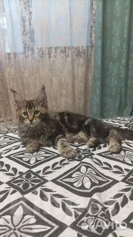 Кошки в Севастополе: Продаю котят породы Мейн-кун Мальчик, 15 000 руб. - фото 2