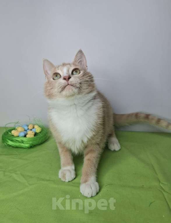 Кошки в Москве: Персиковый котик-подросток в добрые руки Мальчик, Бесплатно - фото 7