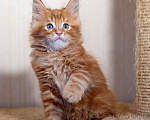 Кошки в Самаре: Кошечка мейн кун Девочка, 20 000 руб. - фото 1
