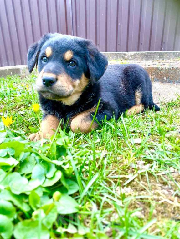 Собаки в Москве: Щенки девочки в добрые руки Девочка, Бесплатно - фото 2