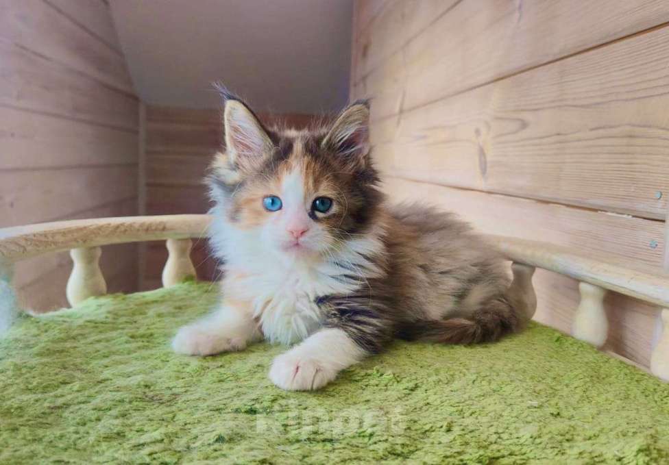 Кошки в Москве: Эксклюзивный роскошный мейн Кун редких кровей Девочка, 500 000 руб. - фото 3