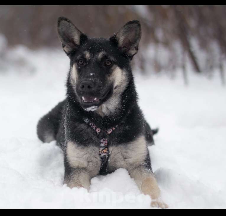 Собаки в Москве: Пралине Девочка, Бесплатно - фото 2