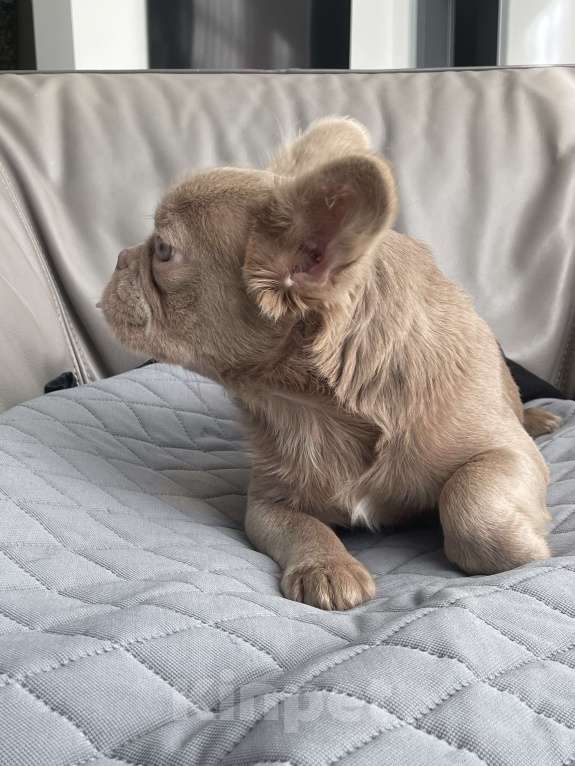 Собаки в Санкт-Петербурге: Девочка Изабелла флаффи Девочка, 100 000 руб. - фото 3