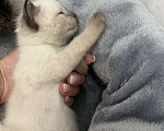 Кошки в Пензе: Котик Мальчик, Бесплатно - фото 2