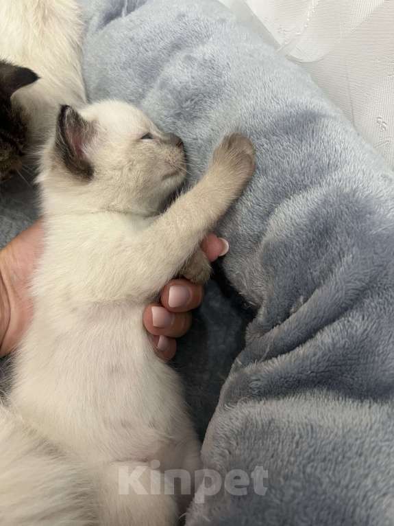 Кошки в Пензе: Котик Мальчик, Бесплатно - фото 2