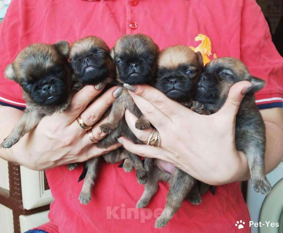 Собаки в Москве: Щенки пти-брабансона Мальчик, 40 000 руб. - фото 1