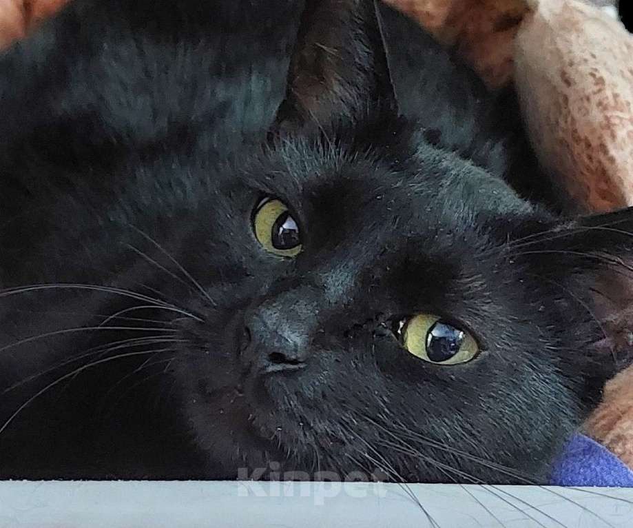 Кошки в Санкт-Петербурге: Красавица Яся в добрые руки. Девочка, Бесплатно - фото 5