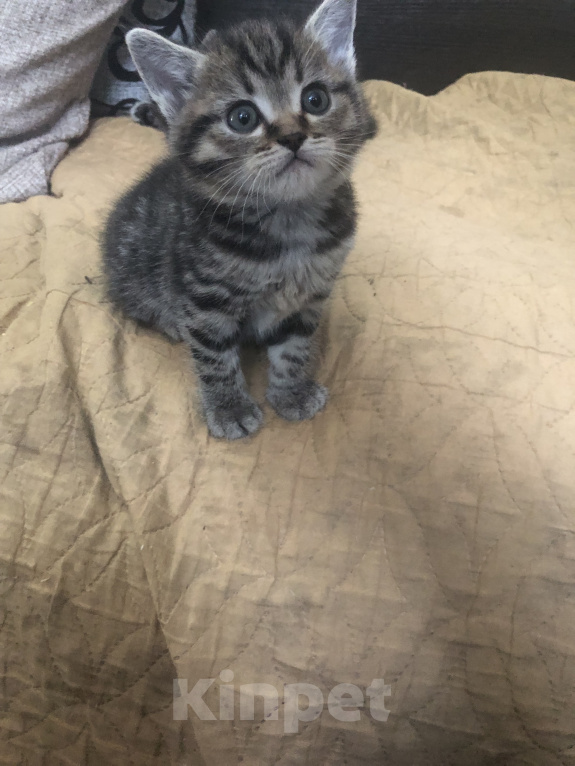 Кошки в Нижнем Новгороде: Кошка Мальчик, 3 500 руб. - фото 1