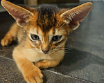 Кошки в Москве: Абиссинский котенок Мальчик, 65 000 руб. - фото 2