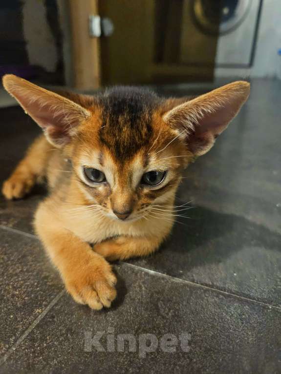 Кошки в Москве: Абиссинский котенок Мальчик, 65 000 руб. - фото 2