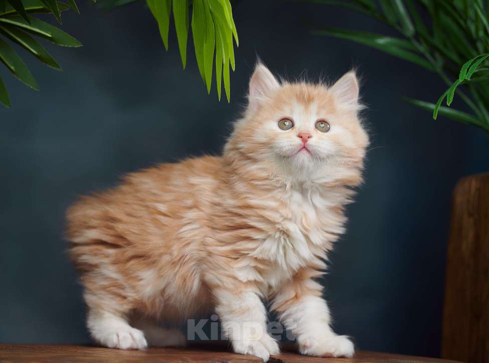 Кошки в других городах Алтайского края: Мини рыськи Мальчик, Бесплатно - фото 2