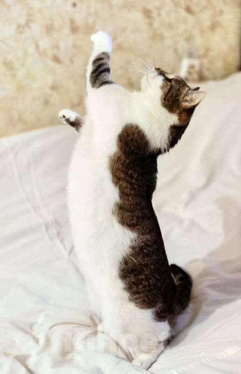 Кошки в Москве: Котика избили и выбросили умирать Мальчик, Бесплатно - фото 2