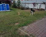 Собаки в других городах Нижегородской области: Потерялись питомцы  Мальчик, 20 000 руб. - фото 2