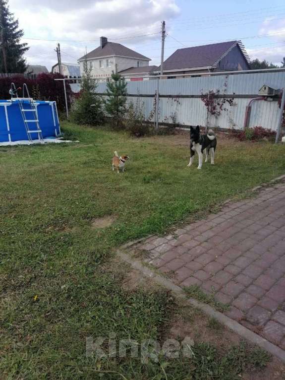 Собаки в других городах Нижегородской области: Потерялись питомцы  Мальчик, 20 000 руб. - фото 2