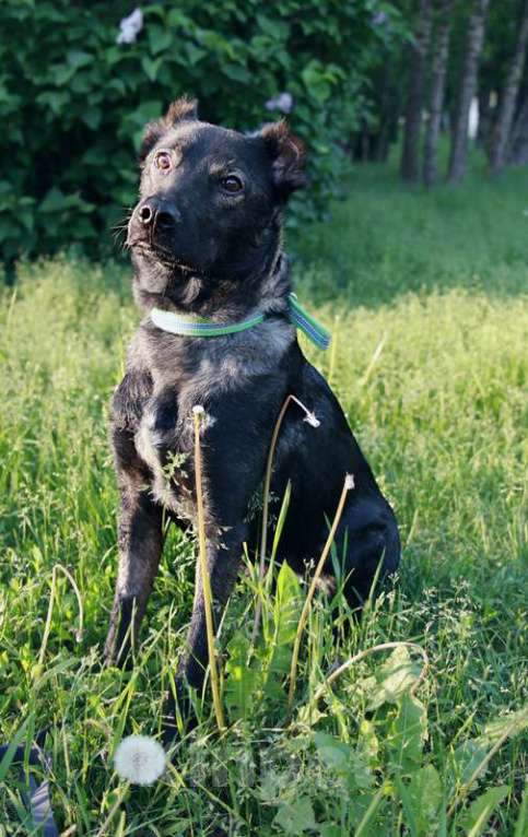 Собаки в Москве: Весёлый малышок Граф в добрые руки Мальчик, Бесплатно - фото 6