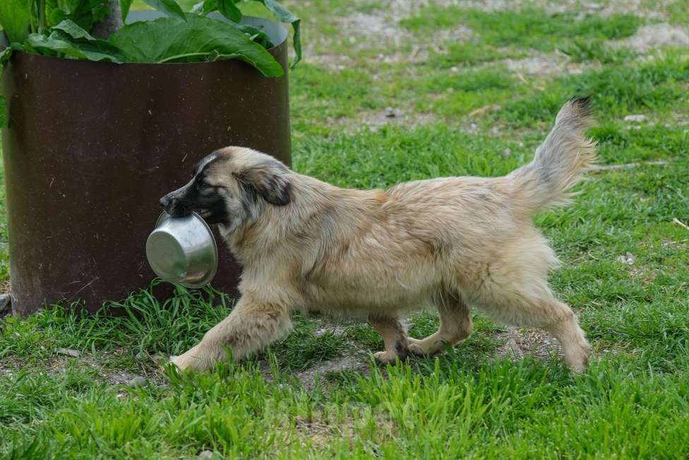 Собаки в Москве: Жак Мальчик, Бесплатно - фото 4