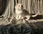 Кошки в Владивостоке: Blondie Девочка, 65 000 руб. - фото 1