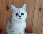 Кошки в Москве: Шотландский котик мраморного окраса Мальчик, 45 000 руб. - фото 2