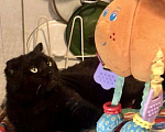 Кошки в Москве: Чёрный британский кот Бегемот Мальчик, Бесплатно - фото 6
