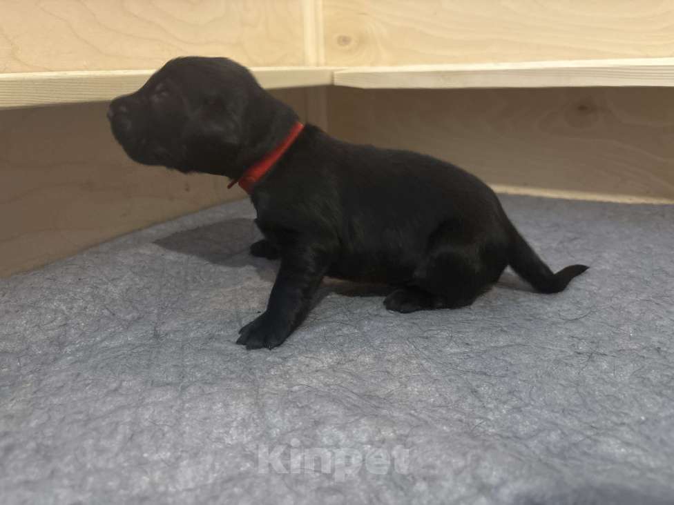 Собаки в Москве: Бронируем щенков прямошерстного ретривера флэт Девочка, 75 000 руб. - фото 5